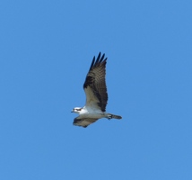 Osprey